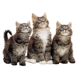 Cats Billboard | Artlantis Billboards FREE Download