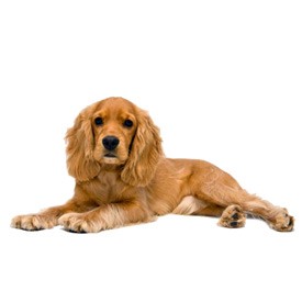 Cocker Billboard | Artlantis Billboards FREE Download