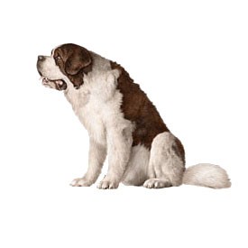 Saint Bernard Billboard | Artlantis Billboards FREE Download
