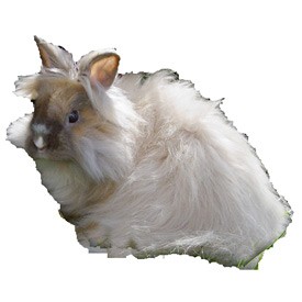 Rabbit Billboard | Artlantis Billboards FREE Download