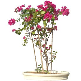 Nice Pink Flower Billboard | Artlantis Billboards FREE Download