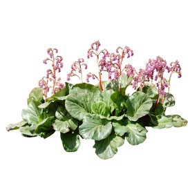 Begonia Billboard | Artlantis Billboards FREE Download