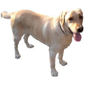 Dog Billboard | Artlantis Billboards FREE Download