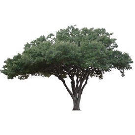 Oak Billboard | Artlantis Billboards FREE Download