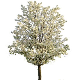 Flowering pear Billboard | Artlantis Billboards FREE Download