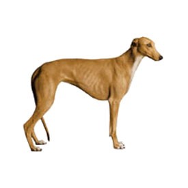 Greyhound Billboard | Artlantis Billboards FREE Download