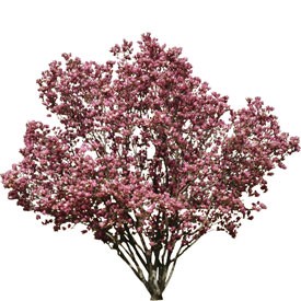 Flowering pink tree Billboard | Artlantis Billboards FREE Download