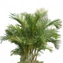 Areca