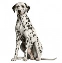 Dalmatian