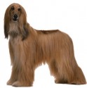 Afgan hound