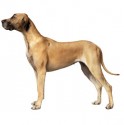 Dog 2