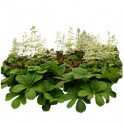 Rodgersia aesculifo