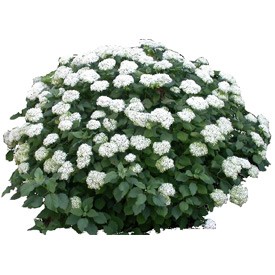 Hydrangea Billboard | Artlantis Billboards FREE Download