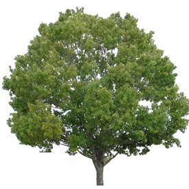 Red Oak Billboard | Artlantis Billboards FREE Download