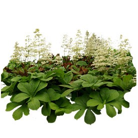 Rodgersia aesculifo Billboard | Artlantis Billboards FREE Download