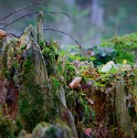 Tree trunk