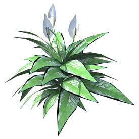 Spathiphyllum 3D Object | FREE Artlantis Objects Download