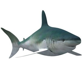 Shark 3D Object | FREE Artlantis Objects Download