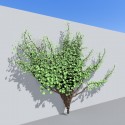 ivy