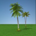 kelapa