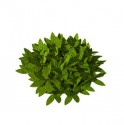 Bush