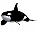 Whale
