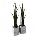 2 plants