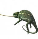 Chameleon