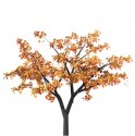 Autumn Tree