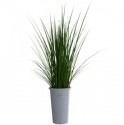 Plant in vase
